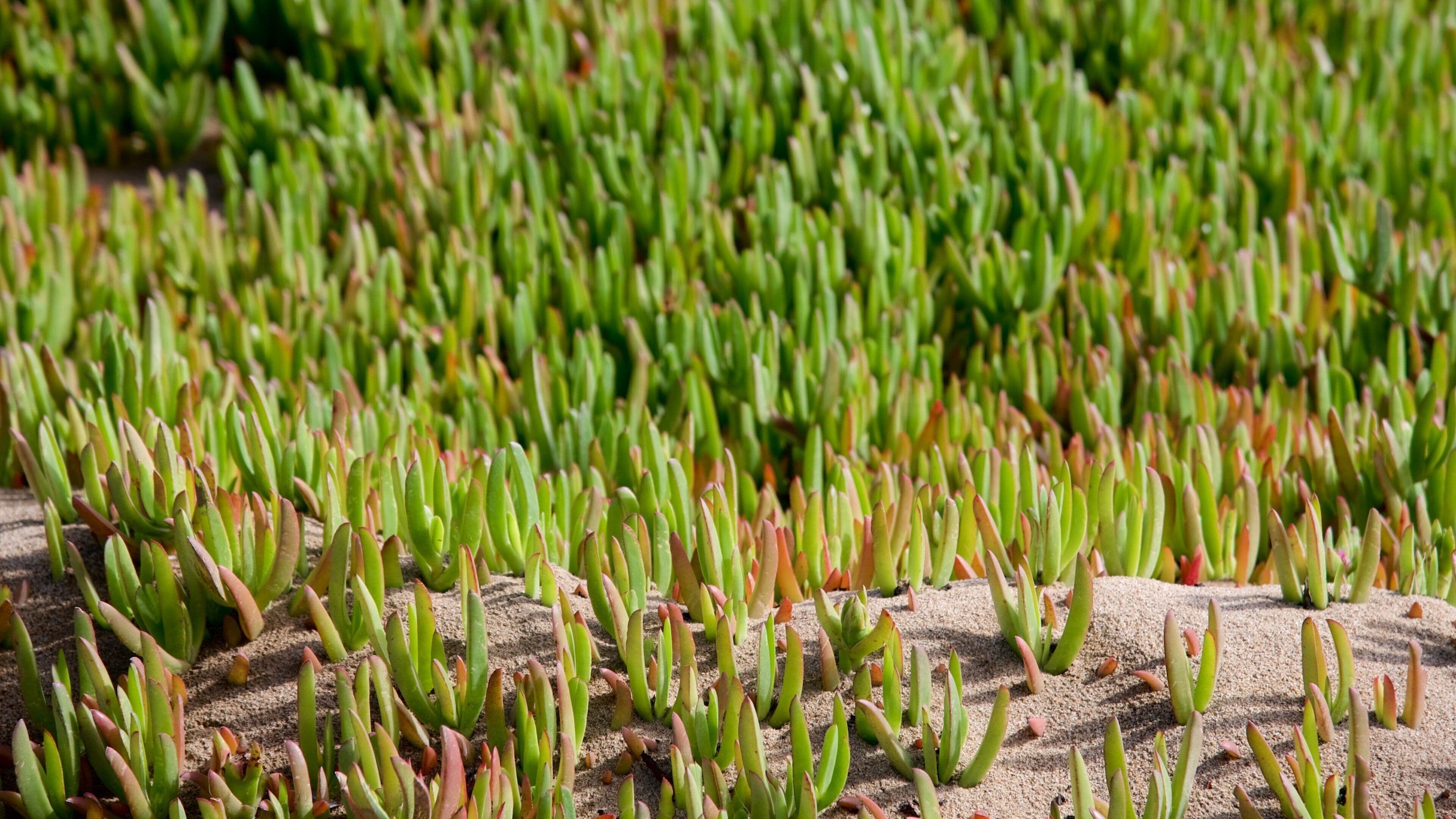 Fort Ord Dunes statspark som visar en sandstrand
