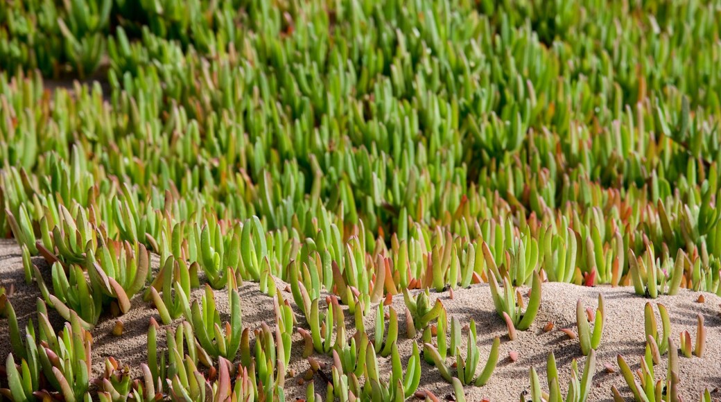 Fort Ord Dunes statspark som visar en sandstrand