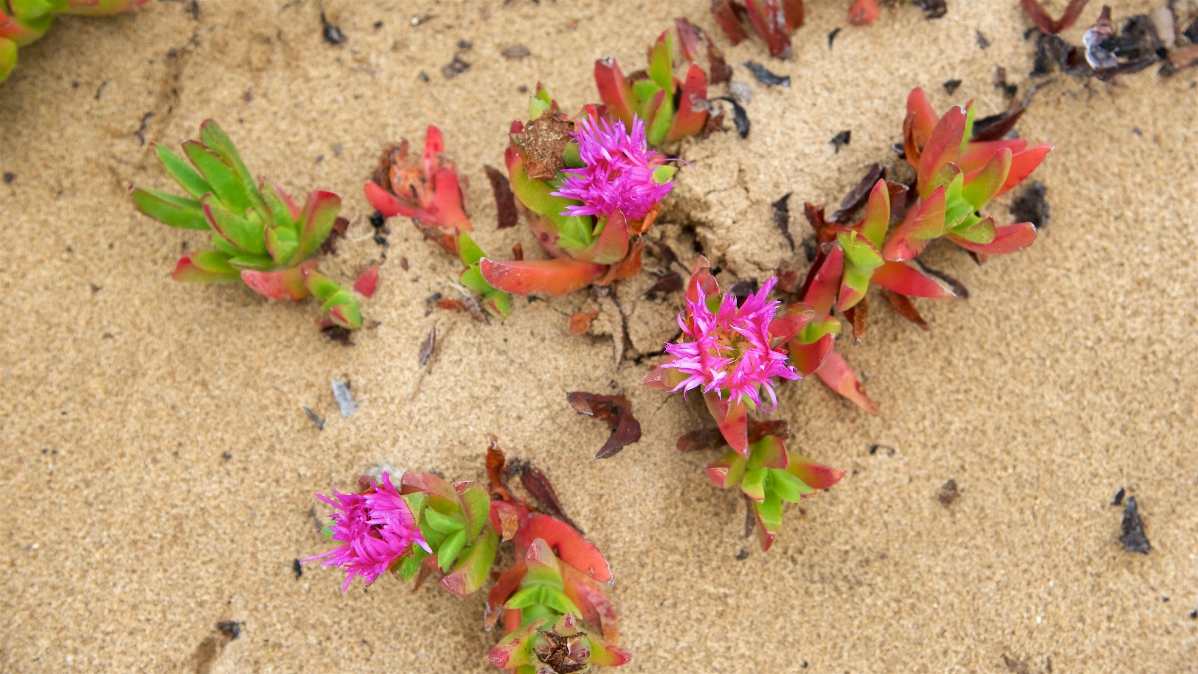 Fort Ord Dunes State Park featuring wildflowers