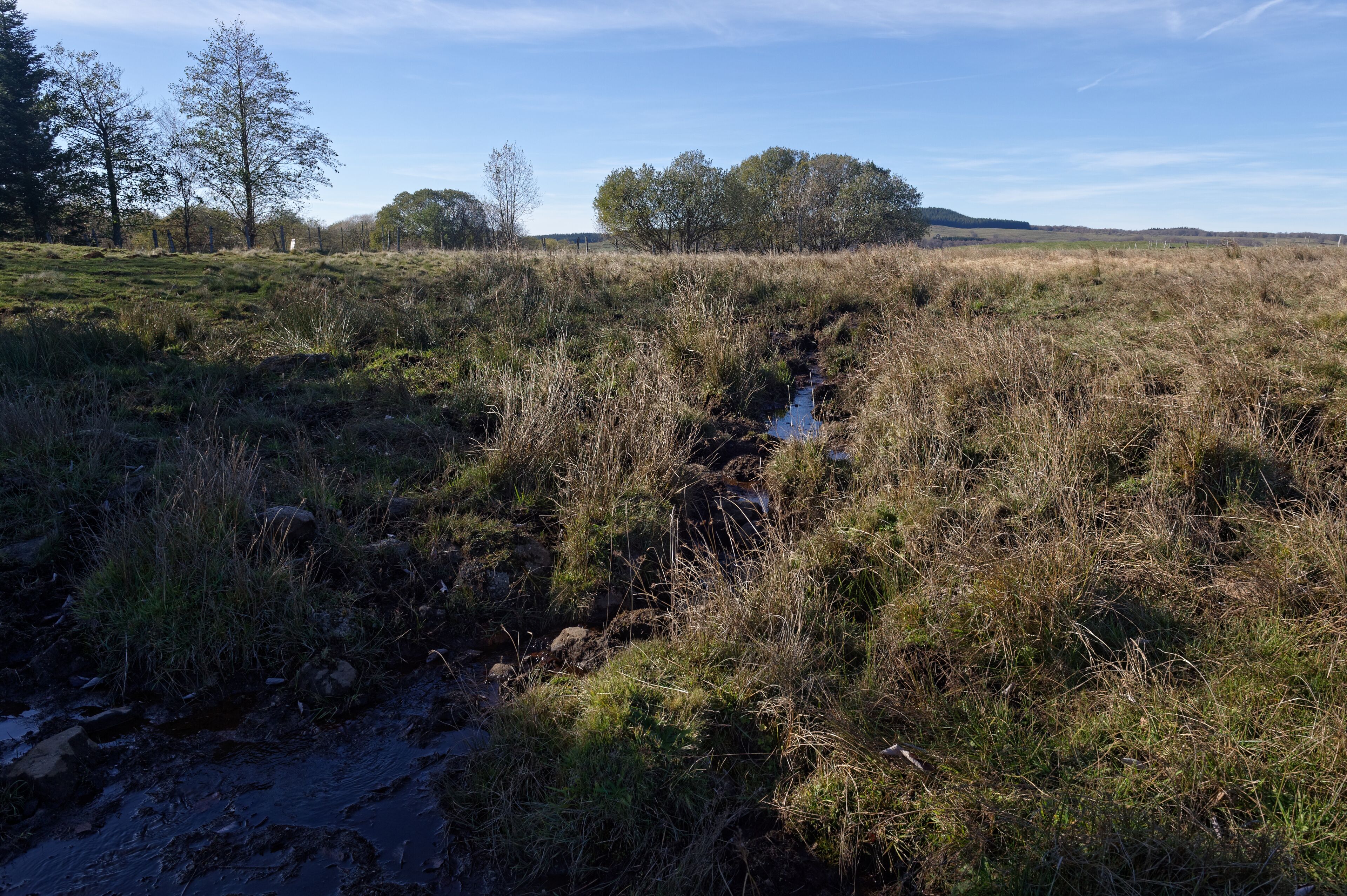 Zones humides aux sources du ruisseau d'Entraigues à Égliseneuve-d'Entraigues, dans le Puy-de-Dôme.