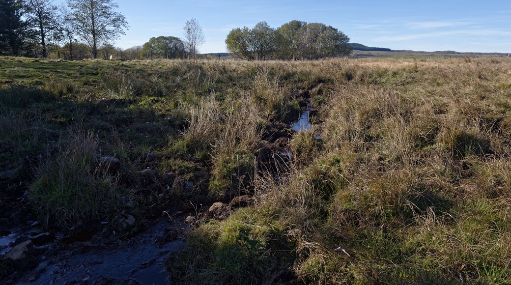 Zones humides aux sources du ruisseau d'Entraigues à Égliseneuve-d'Entraigues, dans le Puy-de-Dôme.