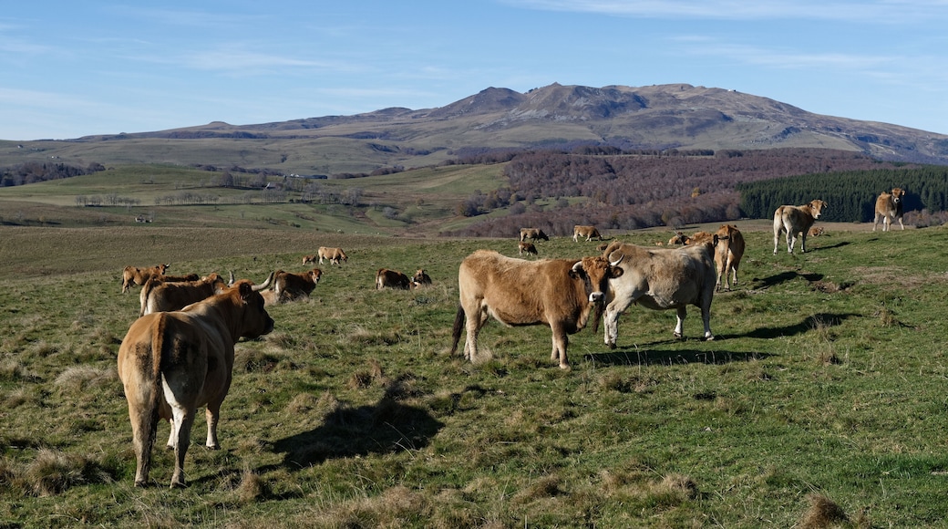 Vaches Aubrac en estive devant les monts du Cézallier, à Égliseneuve-d'Entraigues, dans le Puy-de-Dôme.