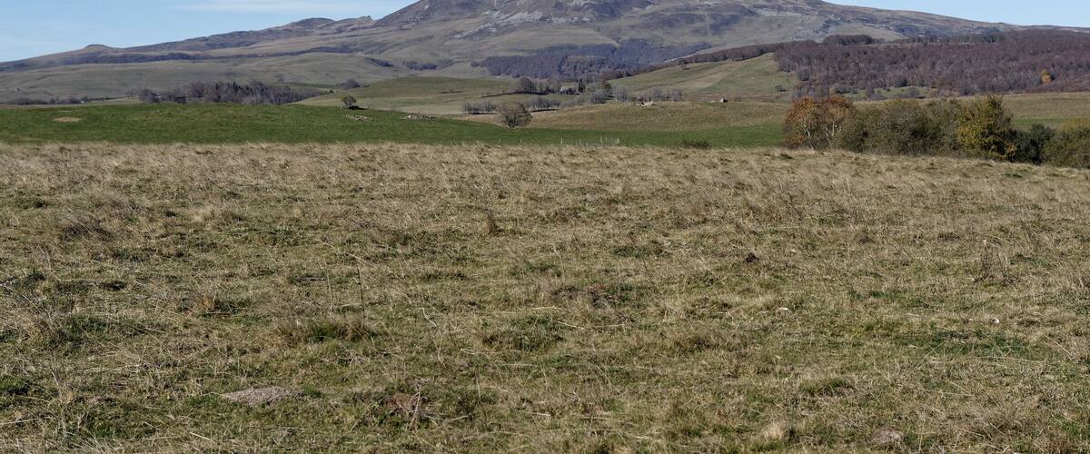 A grassy field with a mountain in the background.