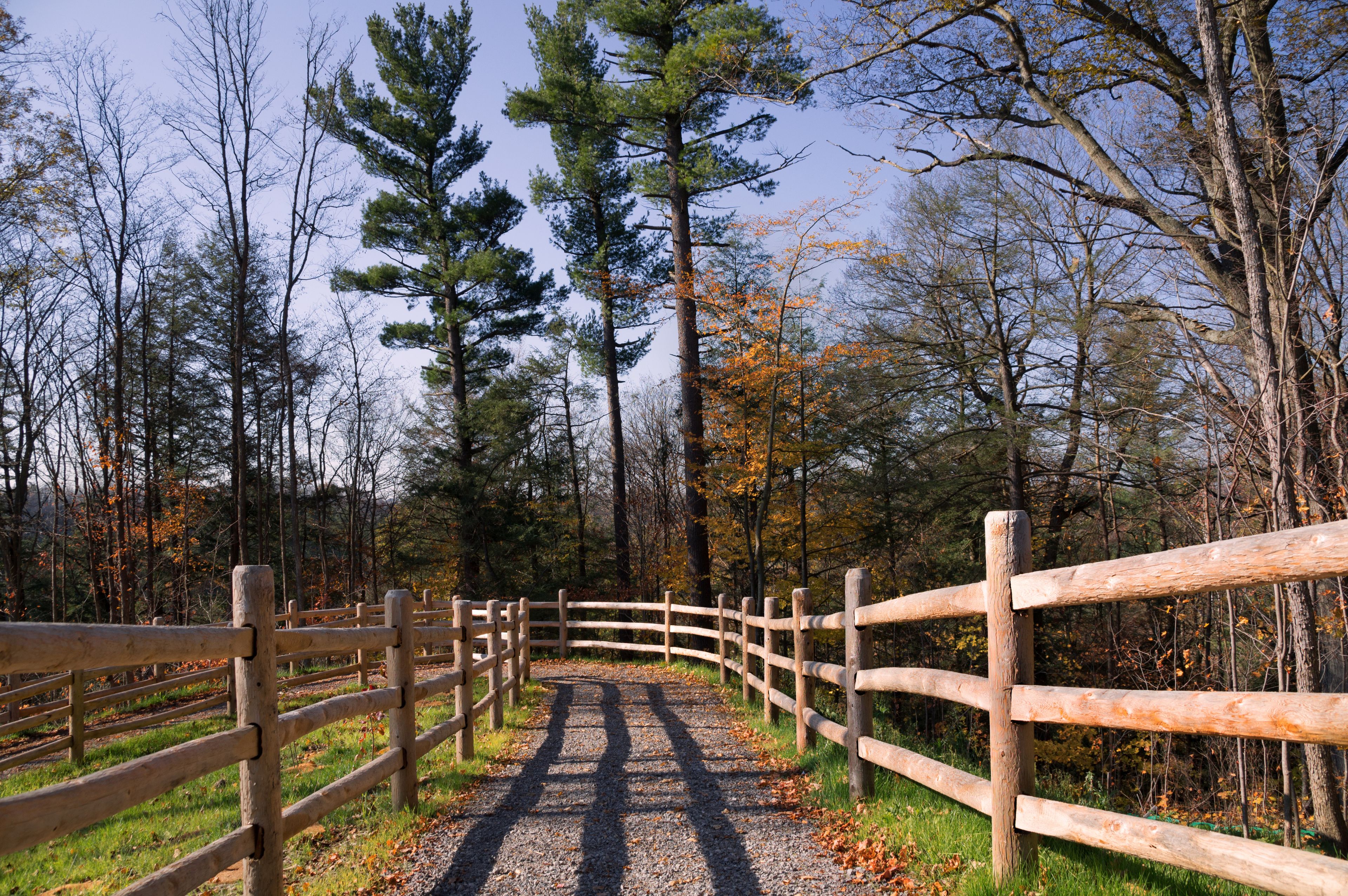 A gravel path bordered by wooden fences, leading through a forest with tall trees and autumn leaves.