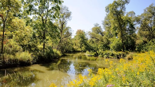 Un río rodeado de exuberante vegetación y flores amarillas.