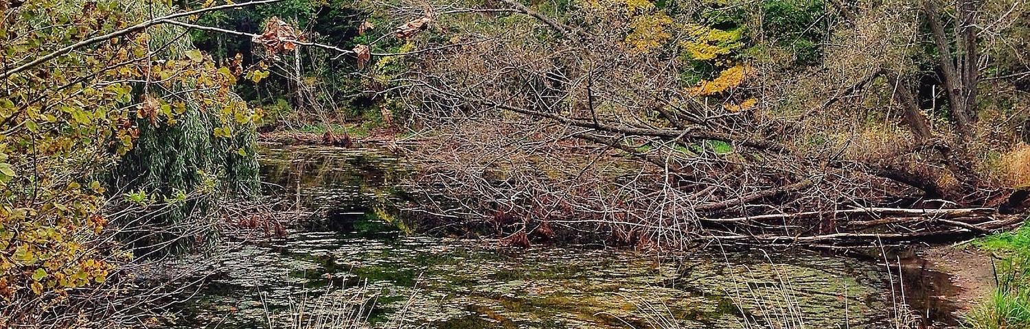 Spent the day taking photos of the area before I move. I love it when the fall colours come out to play. I'm really going to miss it.