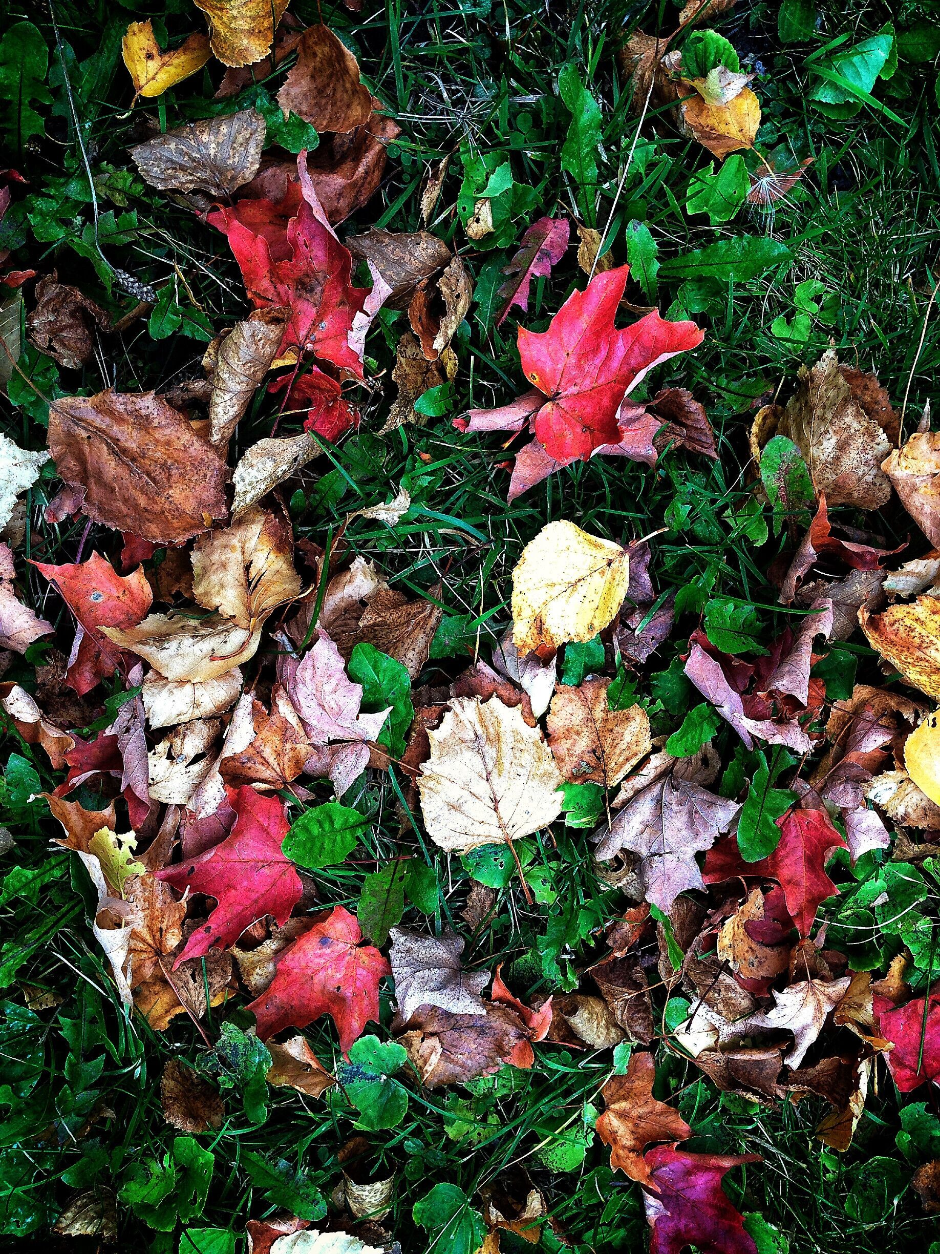 Embracing fall and all it's photographic glory.