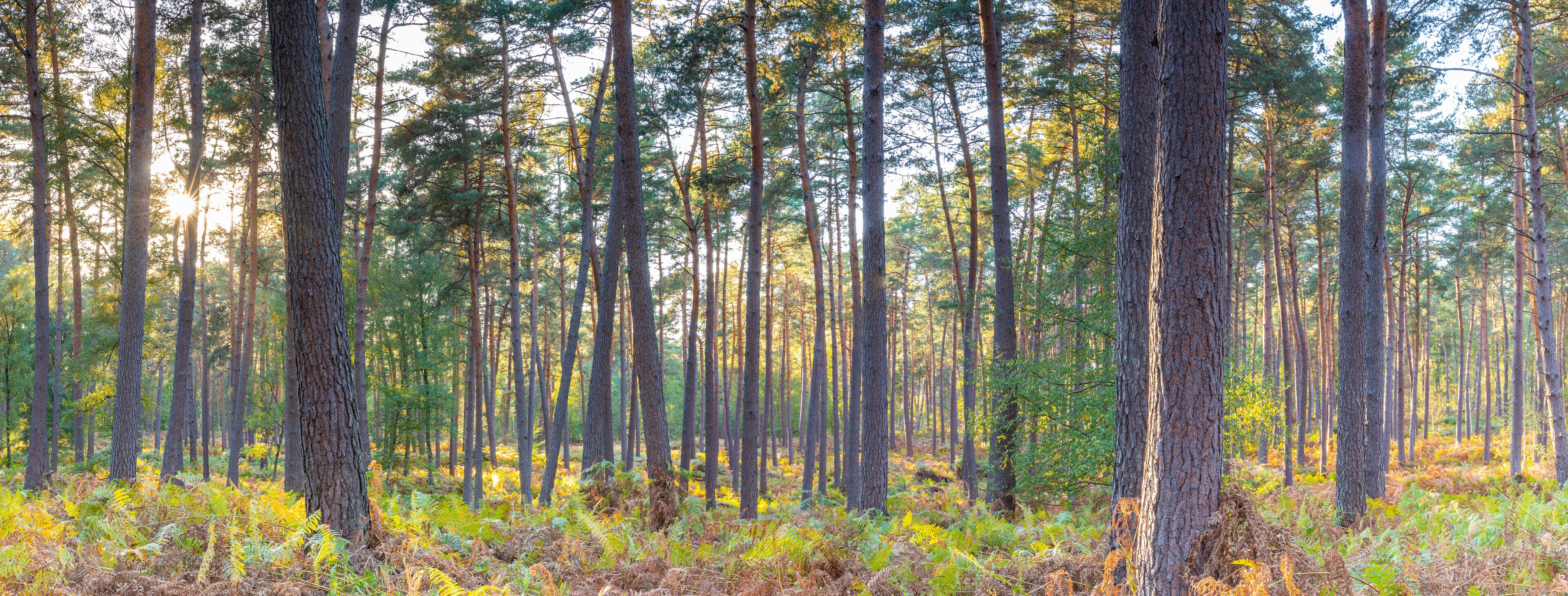 A dense forest with tall pine trees and a sunlit sky.