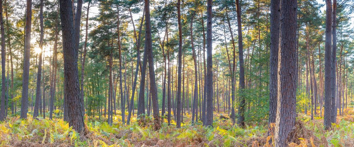 A dense forest with tall pine trees and a sunlit sky.