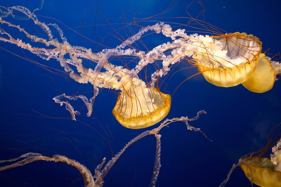 A group of jellyfish with translucent bell-shaped bodies and trailing tentacles in a deep blue underwater environment.