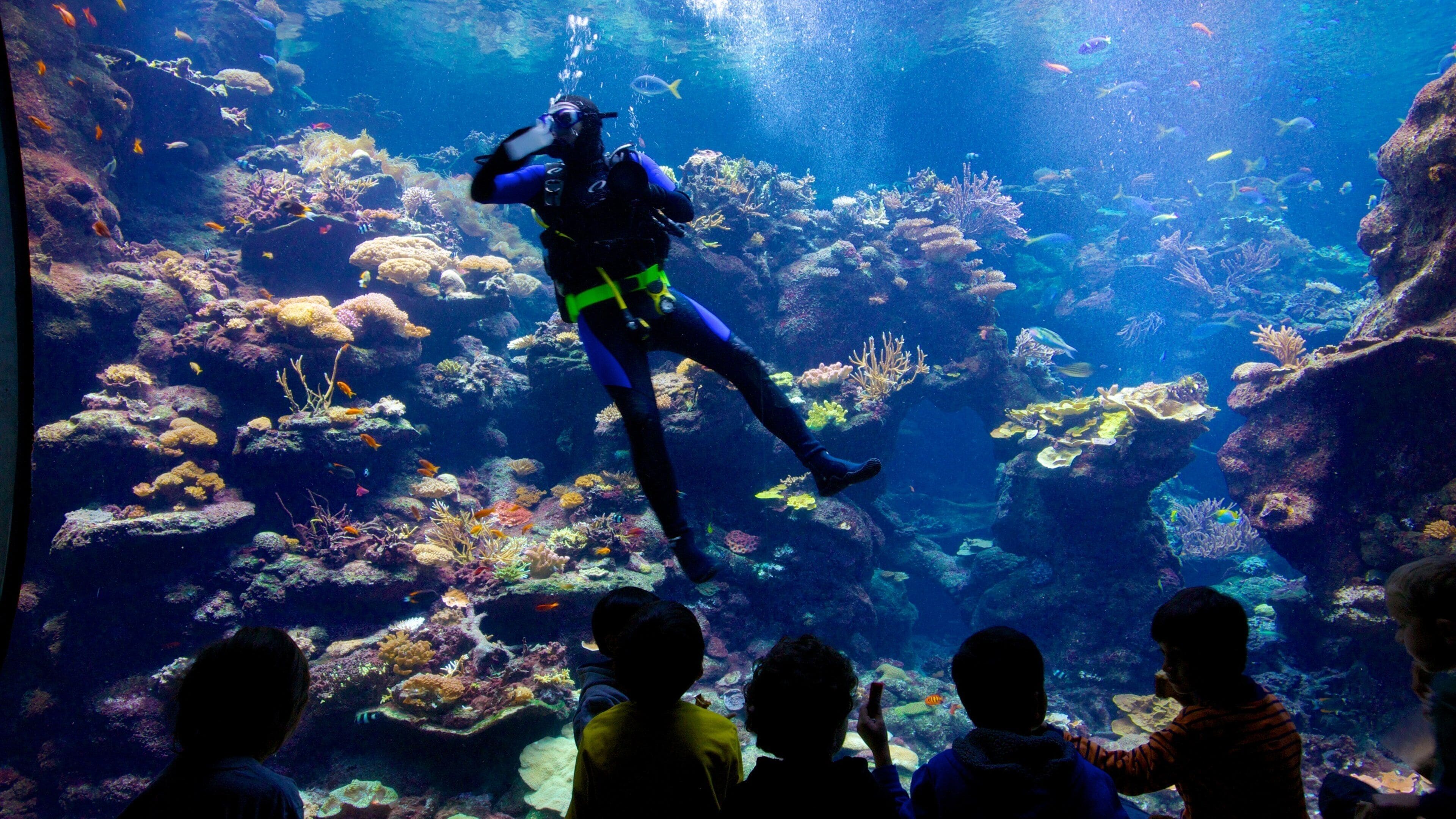 カリフォルニア科学アカデミー どの含み スキューバ, 海洋生物 と 屋内の眺め