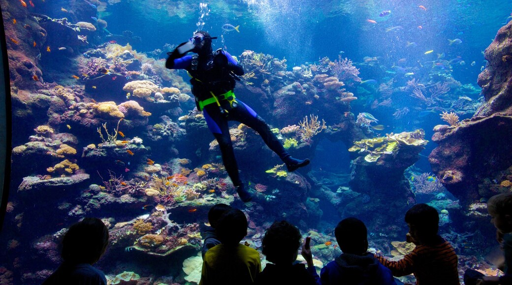 カリフォルニア科学アカデミー どの含み スキューバ, 海洋生物 と 屋内の眺め
