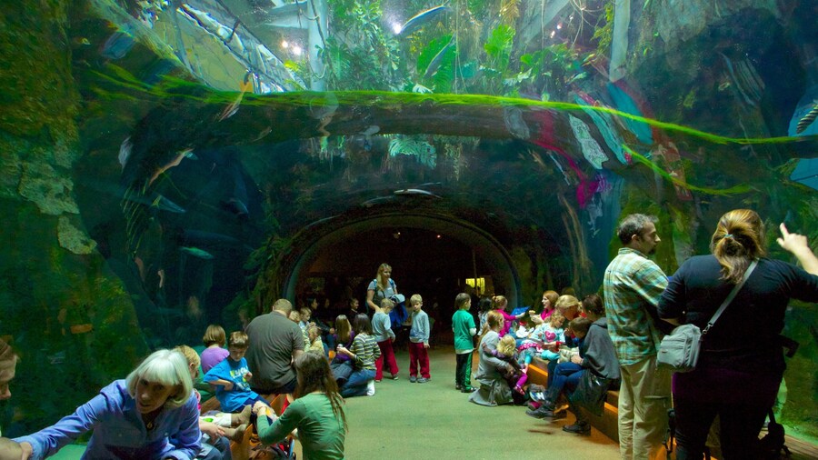 Exploring the underwater tunnel at California Academy of Sciences in San Francisco with visitors enjoying marine life