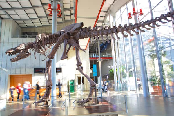 Dinosaur skeleton on display at California Academy of Sciences in San Francisco during daytime visit