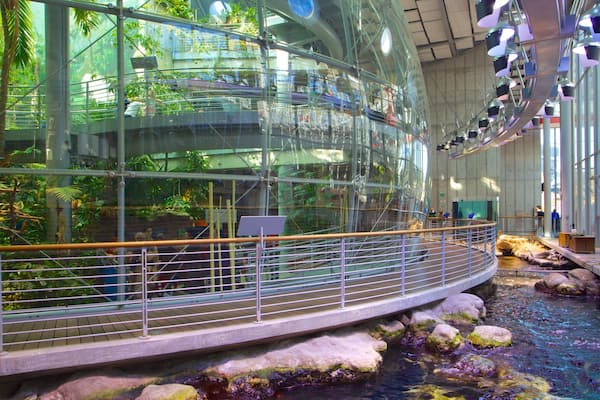 California Academy of Sciences featuring views, interior views and modern architecture