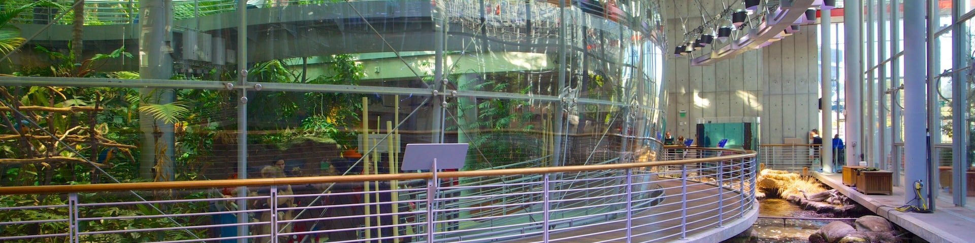 California Academy of Sciences showcases unique architecture and vibrant natural exhibits in San Francisco