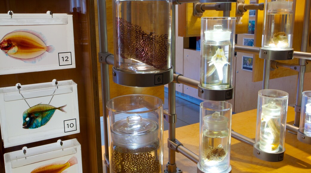 カリフォルニア科学アカデミー 表示 屋内の眺め