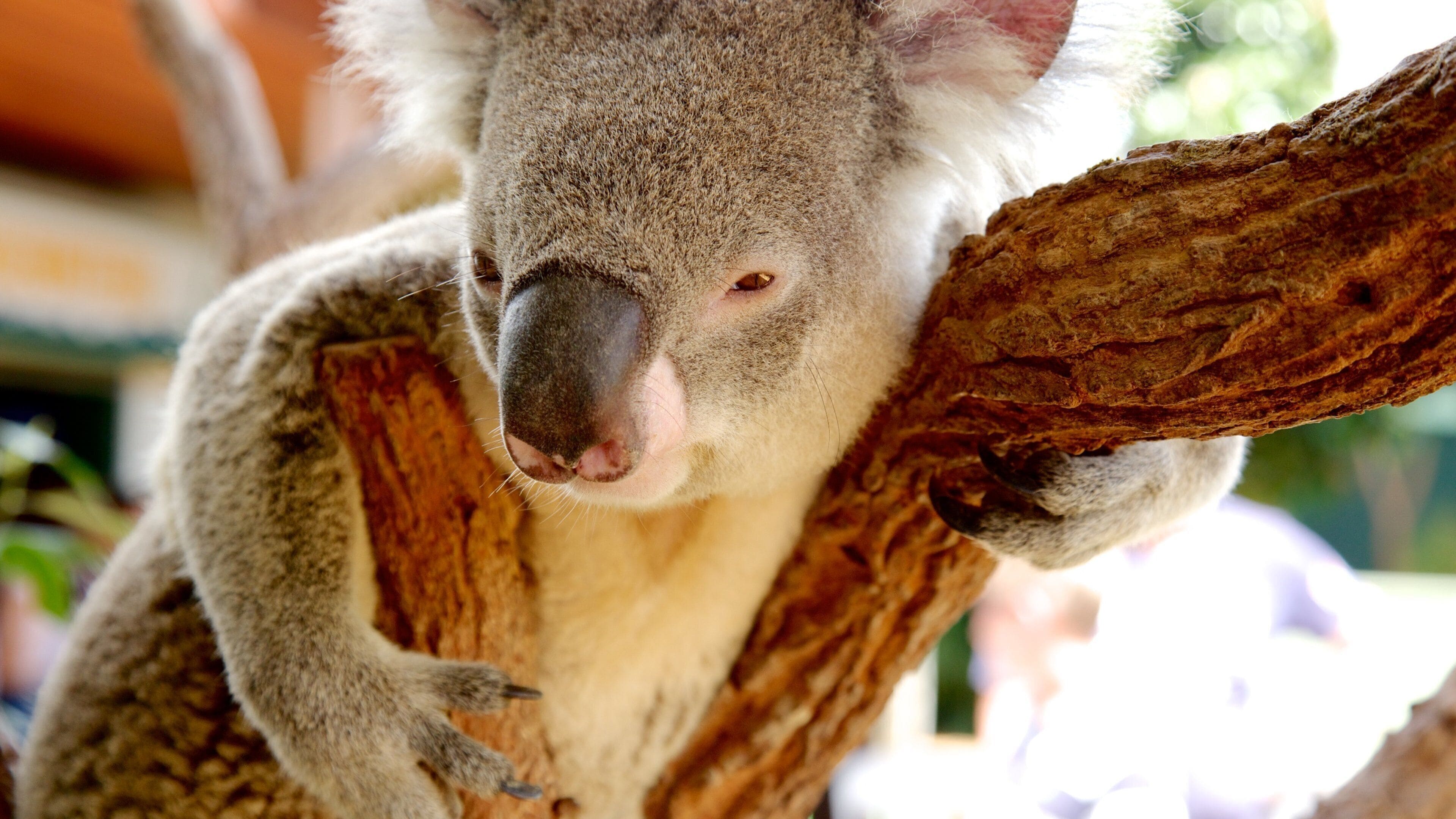 Wildlife Sydney which includes cuddly or friendly animals