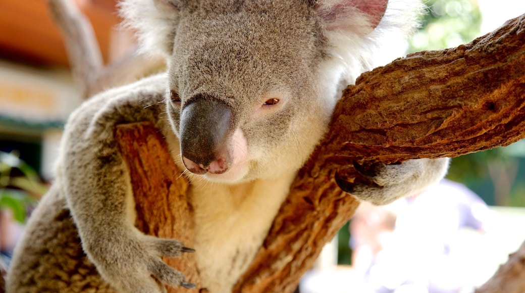 Wildlife Sydney som viser venlige dyr