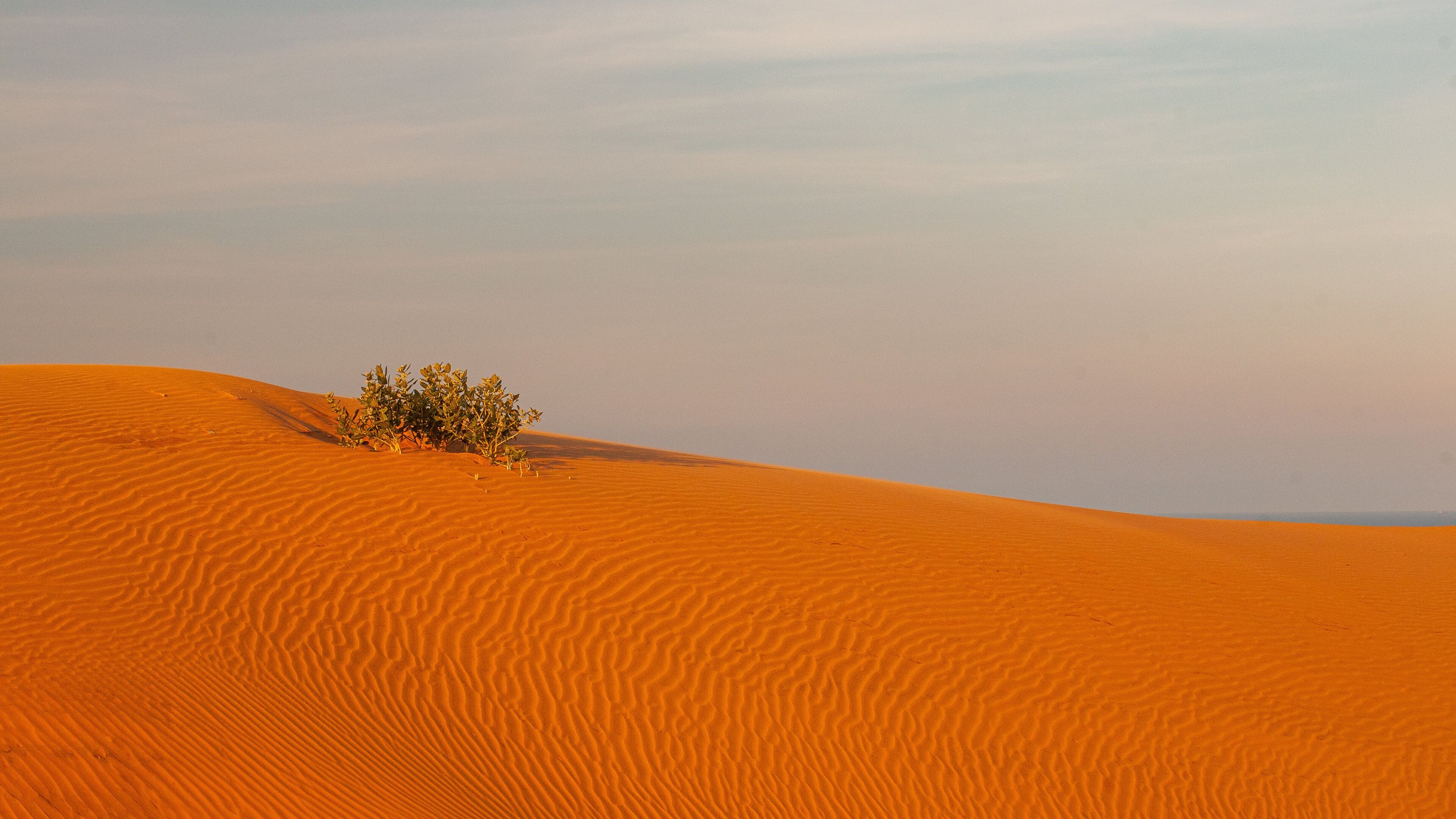 Wüstenlandschaft mit Sanddünen und vereinzelter Vegetation.
