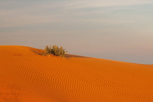 Un paysage désertique avec des dunes de sable et une végétation clairsemée.