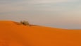 A desert landscape with sand dunes and sparse vegetation.
