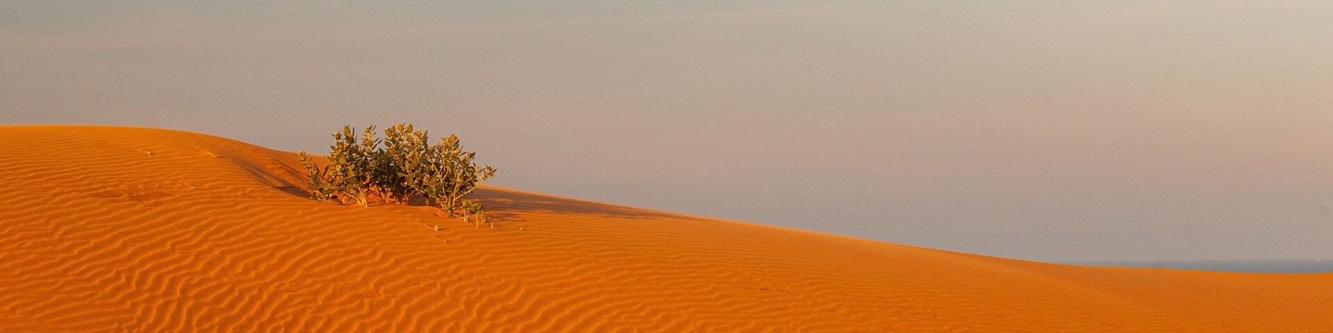 Paisaje desértico con dunas de arena y vegetación escasa.