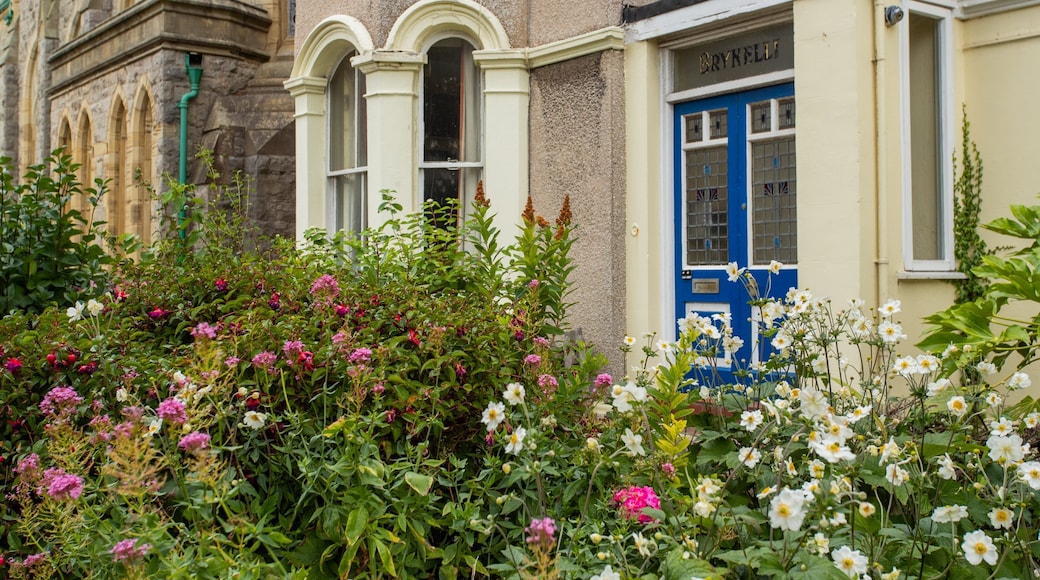 Llandudno Museum featuring wildflowers and a park