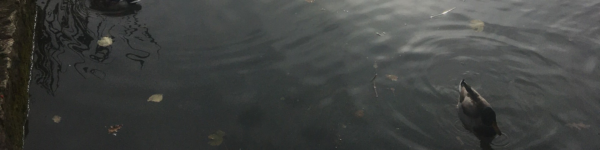 The Lakeside walk in the Newton Park campus of Bath Spa University is my favourite place to go between lectures.
The natural beauty of this campus is one of the reasons I chose to apply to this university. I still find it crazy how quickly I can feel immersed in the great outdoors, whilst still being close to the university buildings. Filled with swans, ducks, herons and a 15th century tower across the lake, there is plenty to sit back and appreciate.
#Trovember Photo Contest