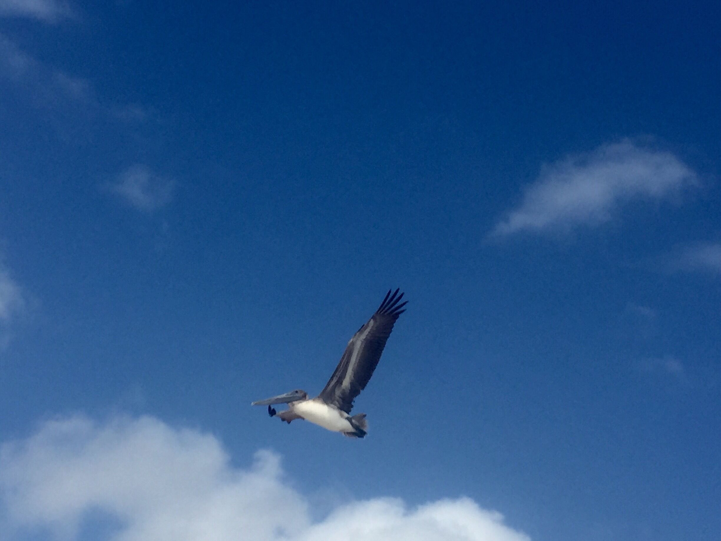 Mahahaul Mexico and a pelican trying to score from the local fishermen cleaning their fish. Yes, he was successful 