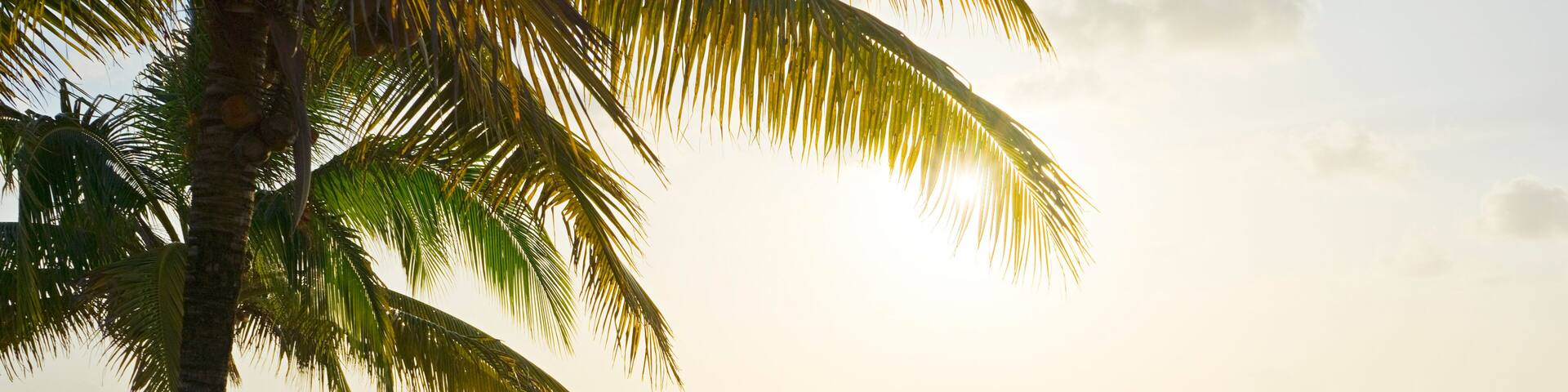 A beach with two wooden beds and a palm tree.