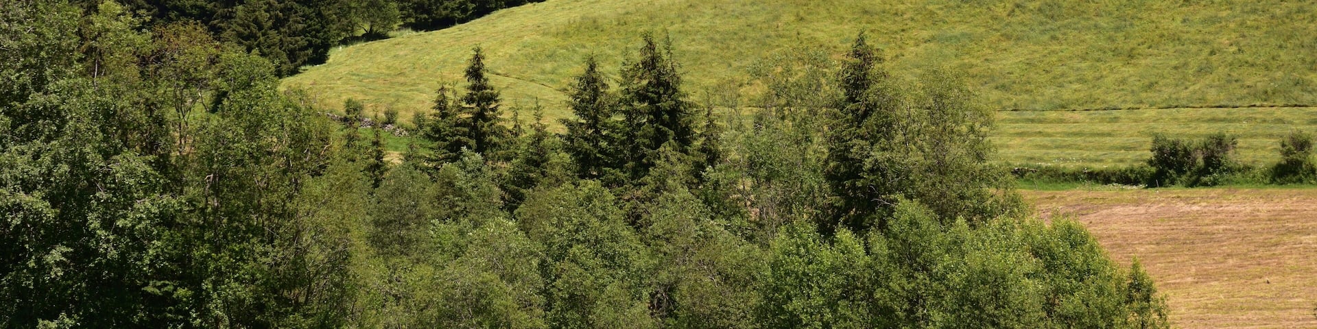 A green hillside with a wooden cabin, dense forest, and a mountain in the background.