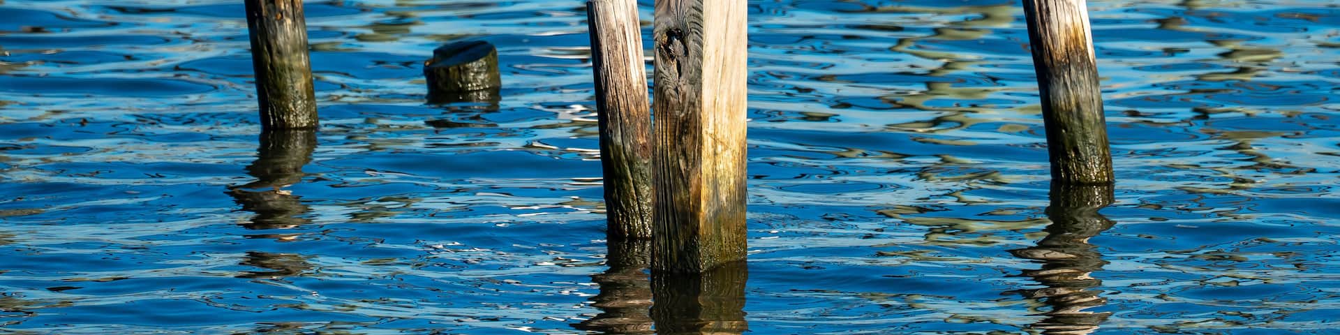 A bird perched on a wooden post in a body of water.