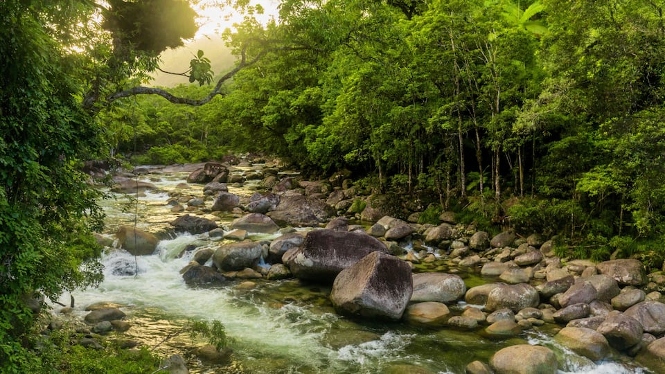 A river flowing through a forest with large rocks and dense green foliage.