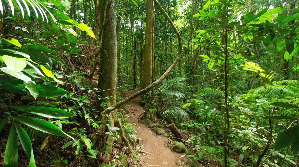 Mossman Gorge which includes forests