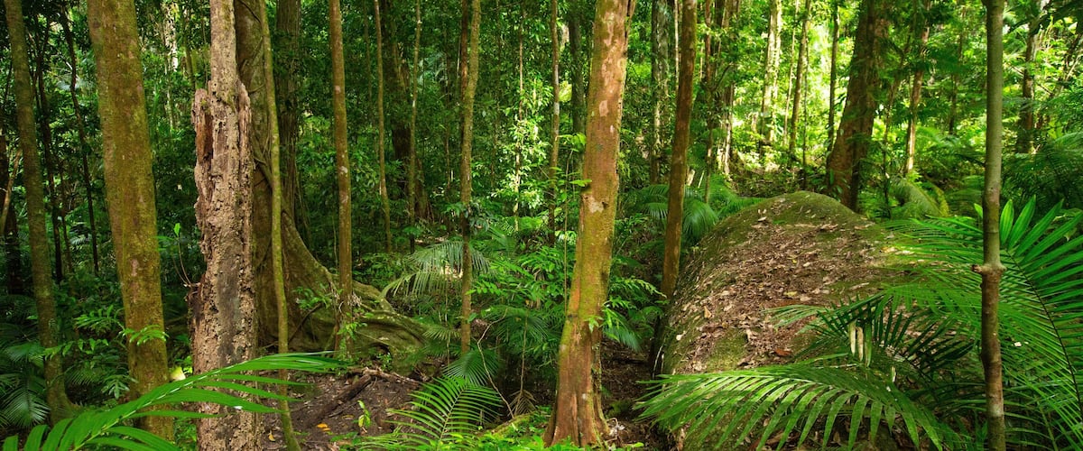 Mossman Gorge which includes forest scenes