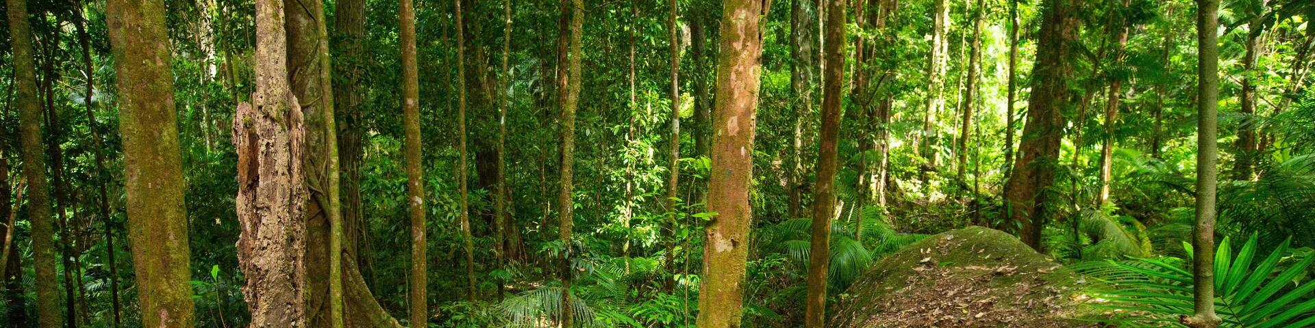 Mossman Gorge which includes forest scenes