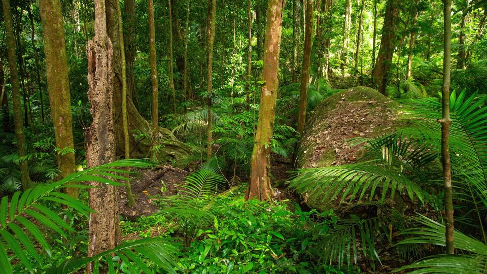 A dense forest with tall trees, lush green foliage, and a large moss-covered rock.