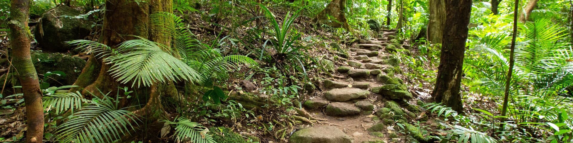 Mossman Gorge showing forest scenes