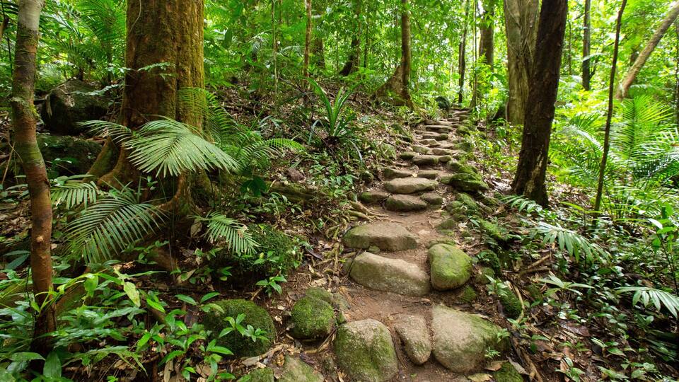 A forested trail with a stone path.