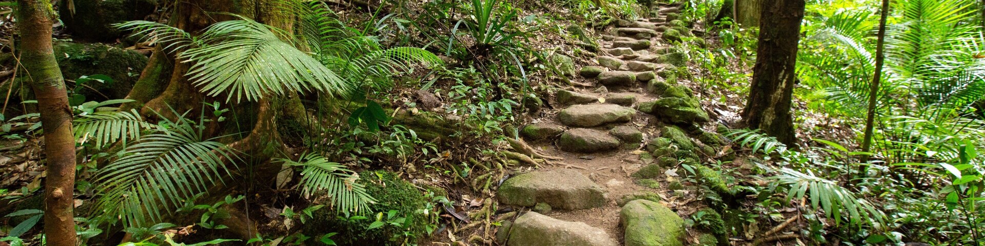 Un sendero boscoso con un camino de piedra.