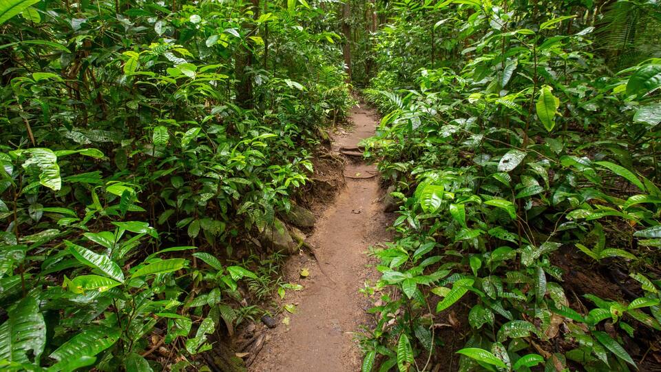A narrow dirt path through a dense forest with lush green foliage.