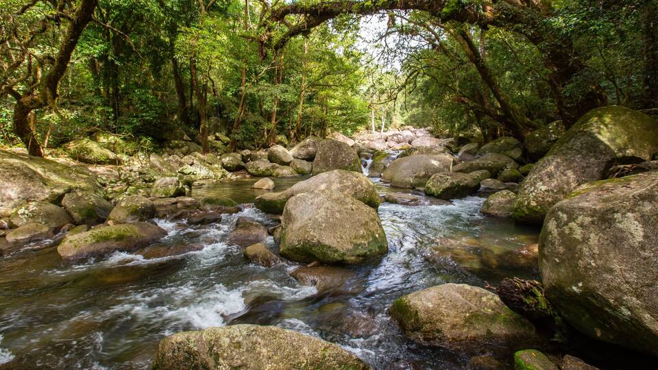 A forested stream with large rocks and flowing water.