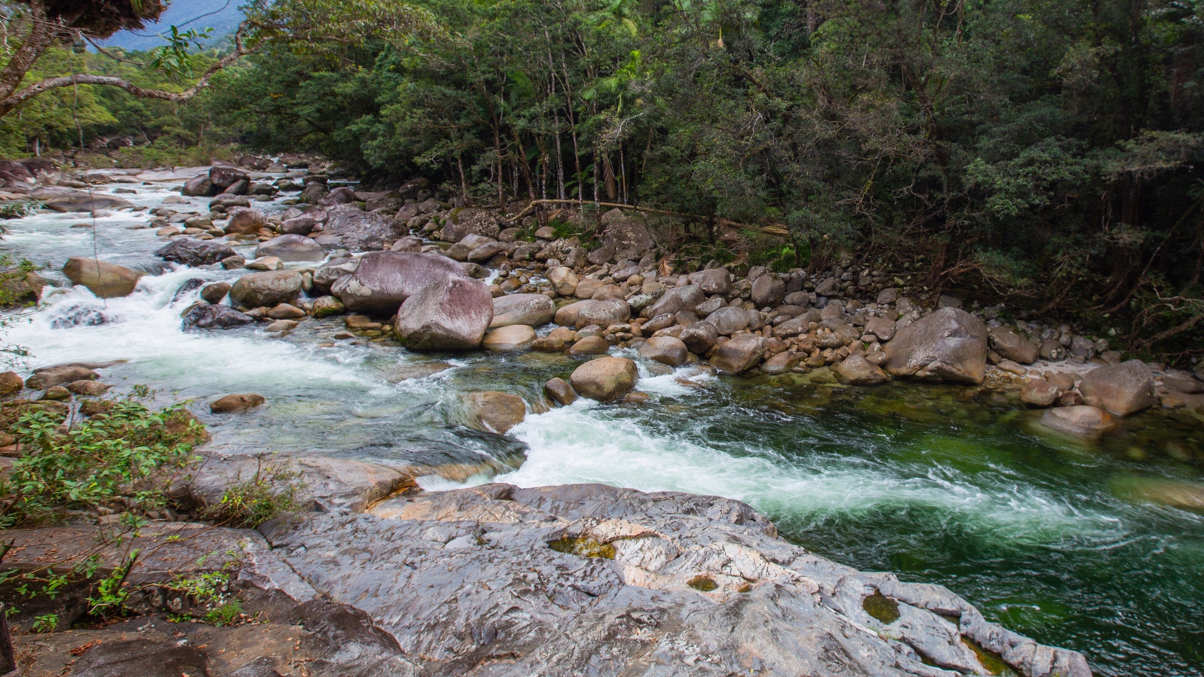 A river with clear water flowing over rocks, surrounded by dense forest.