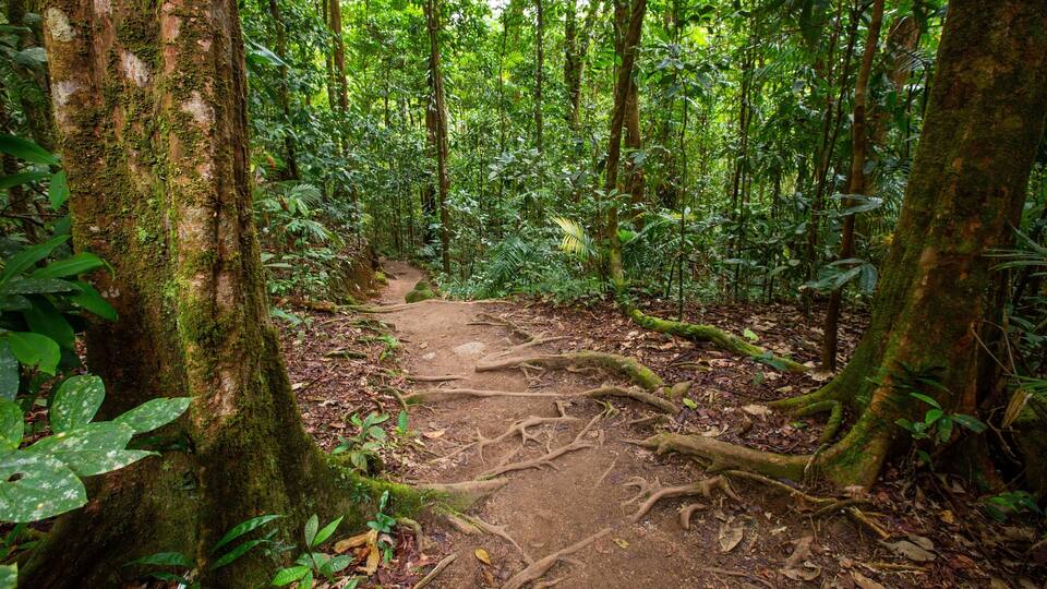 A forest trail with moss-covered trees and dense undergrowth.