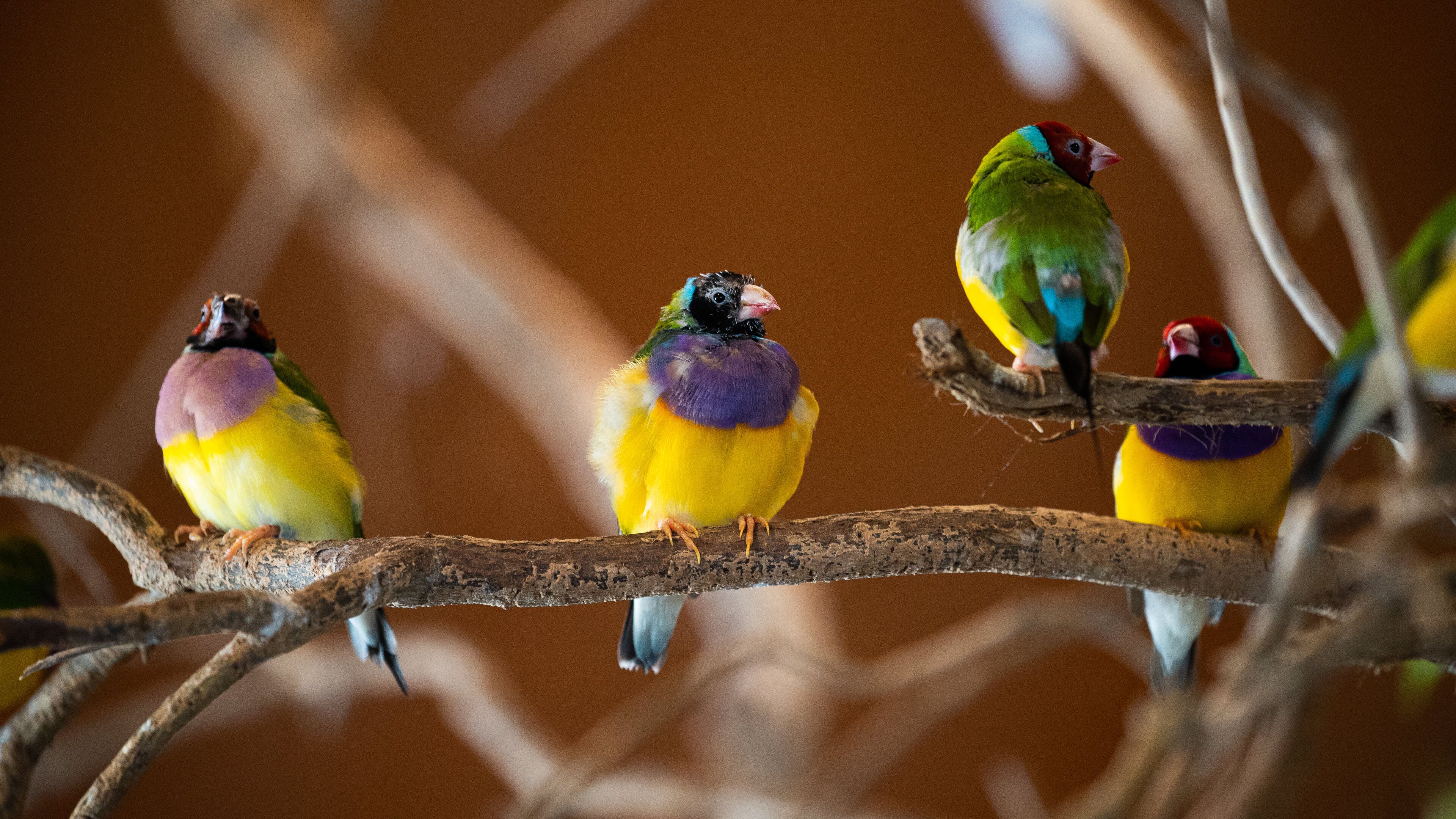 Wildlife Habitat featuring bird life