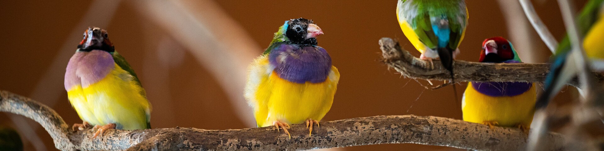 Wildlife Habitat featuring bird life