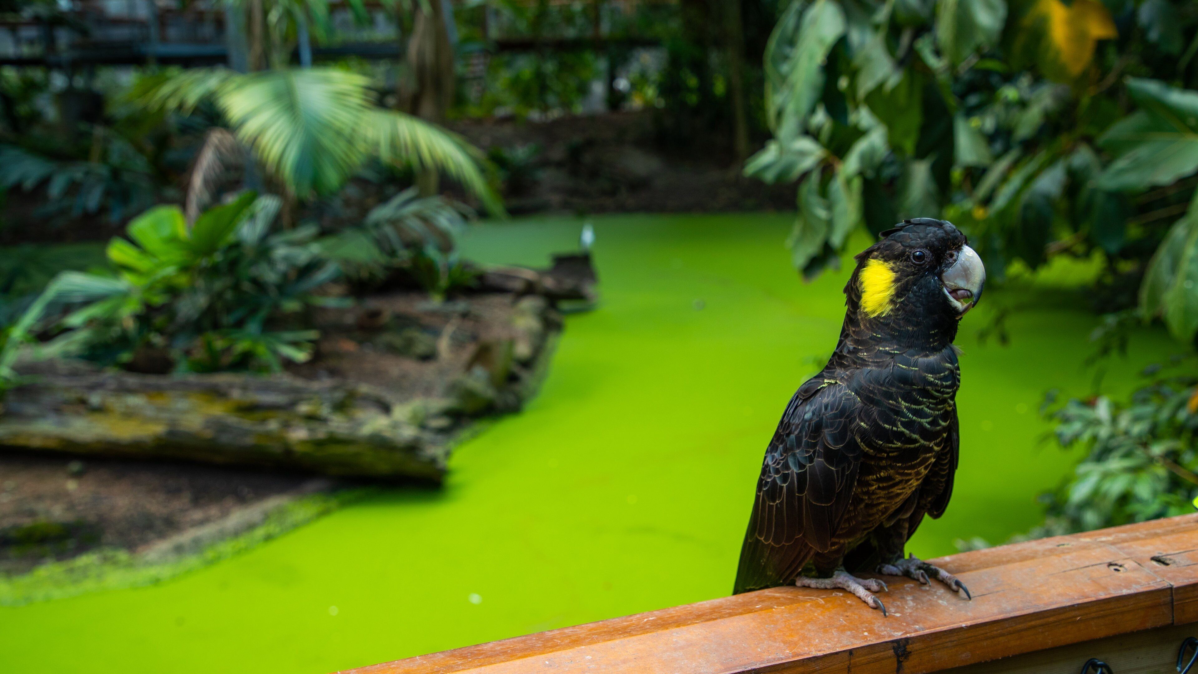 Wildlife Habitat which includes bird life and zoo animals