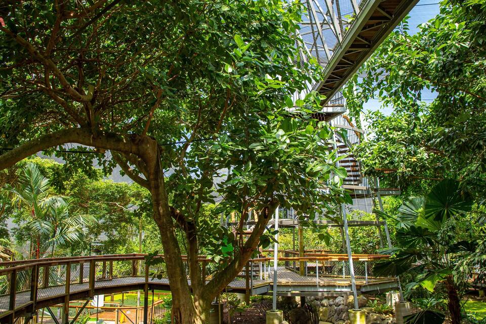 A bridge with a metal framework, surrounded by lush green trees and a small wooden walkway.