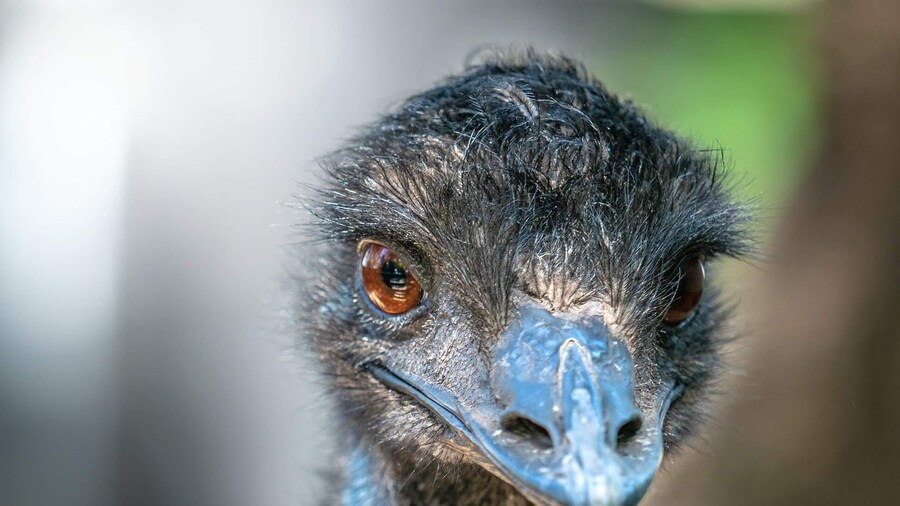 An inquisitive emu gets a portrait.